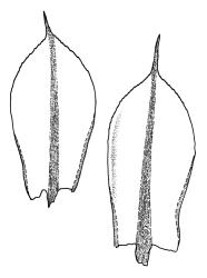 Rosulabryum campylothecium, leaves. Drawn from K.W. Allison 135, CHR 567440A.
 Image: R.C. Wagstaff © Landcare Research 2015 